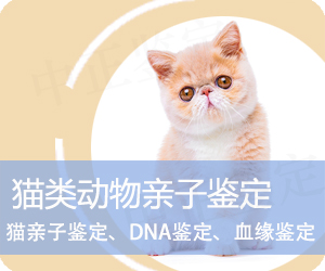 猫类动物亲子鉴定